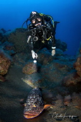 Diver with big grouper buddy ! by Claude Lespagne 